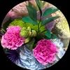 butterfly_co